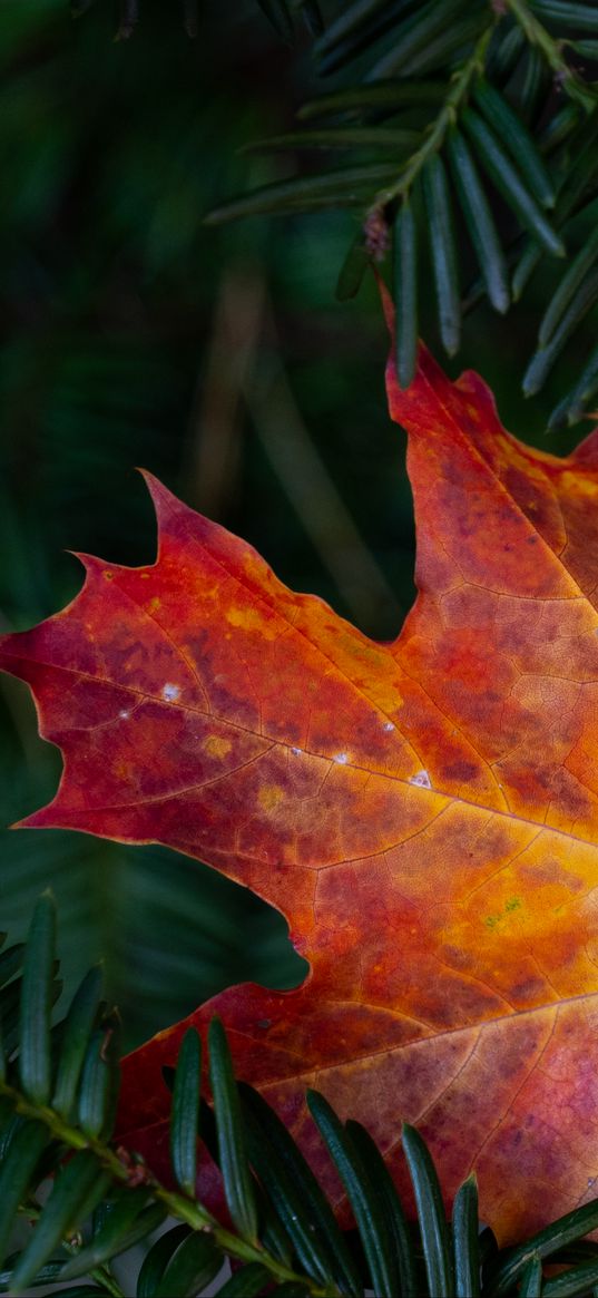 maple leaf, leaf, branches, needles, macro, autumn