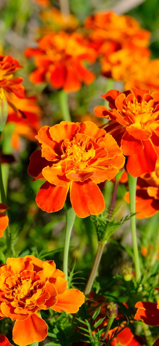 marigolds, flowers, orange, bright