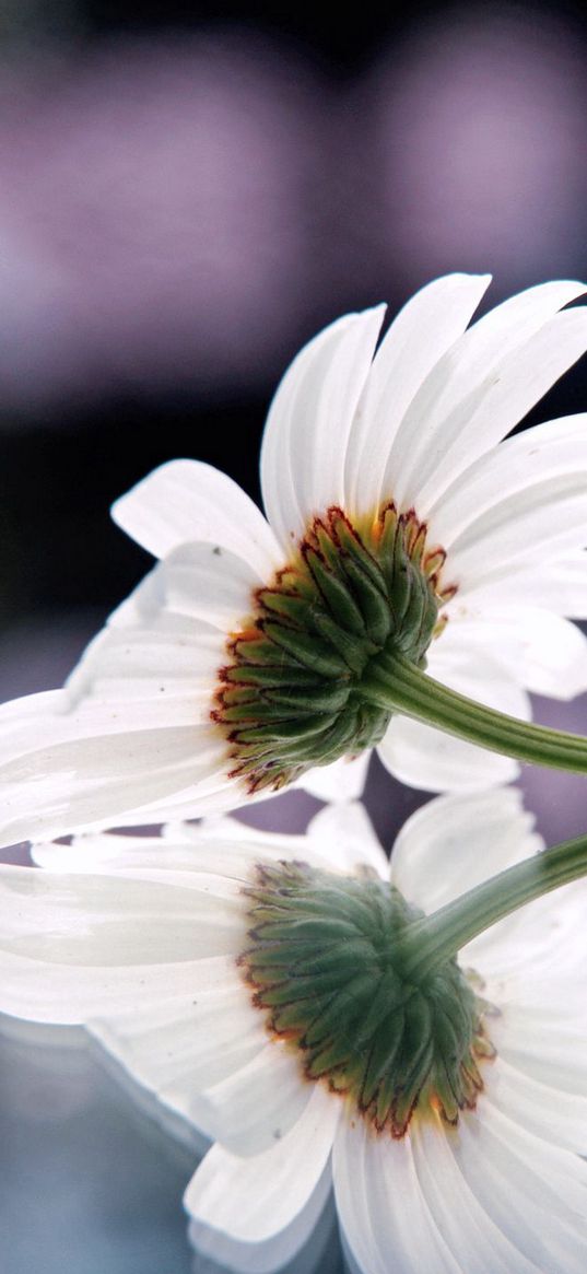 gerbera, flower, reflection, surface