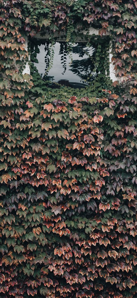 building, window, plant, leaves, ivy