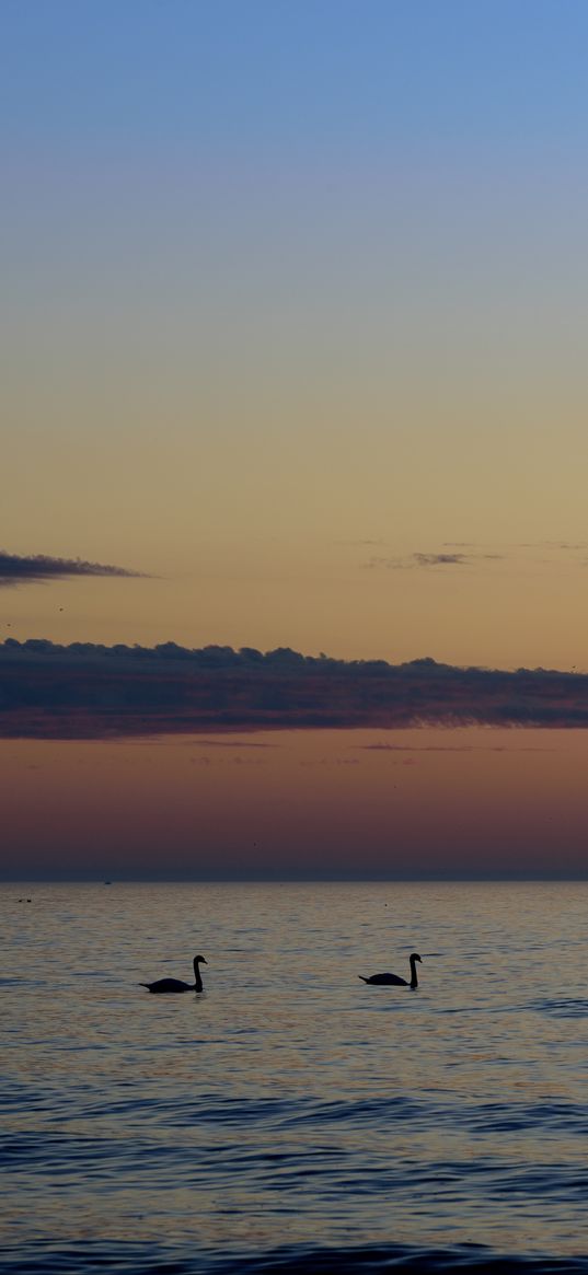 swans, birds, silhouettes, sea, water, sunset