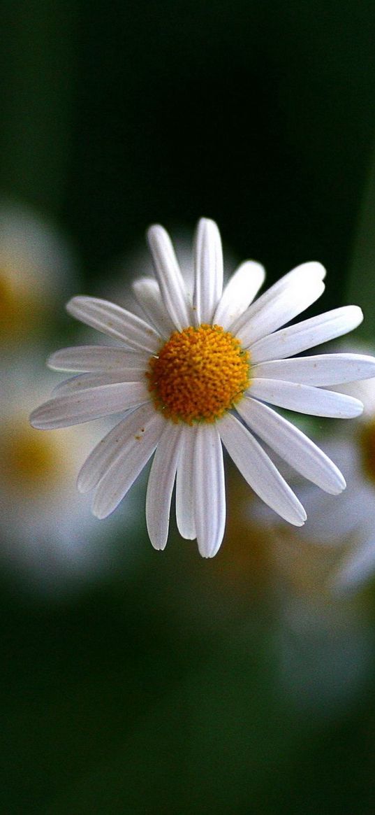 chamomile, flowers, blurring