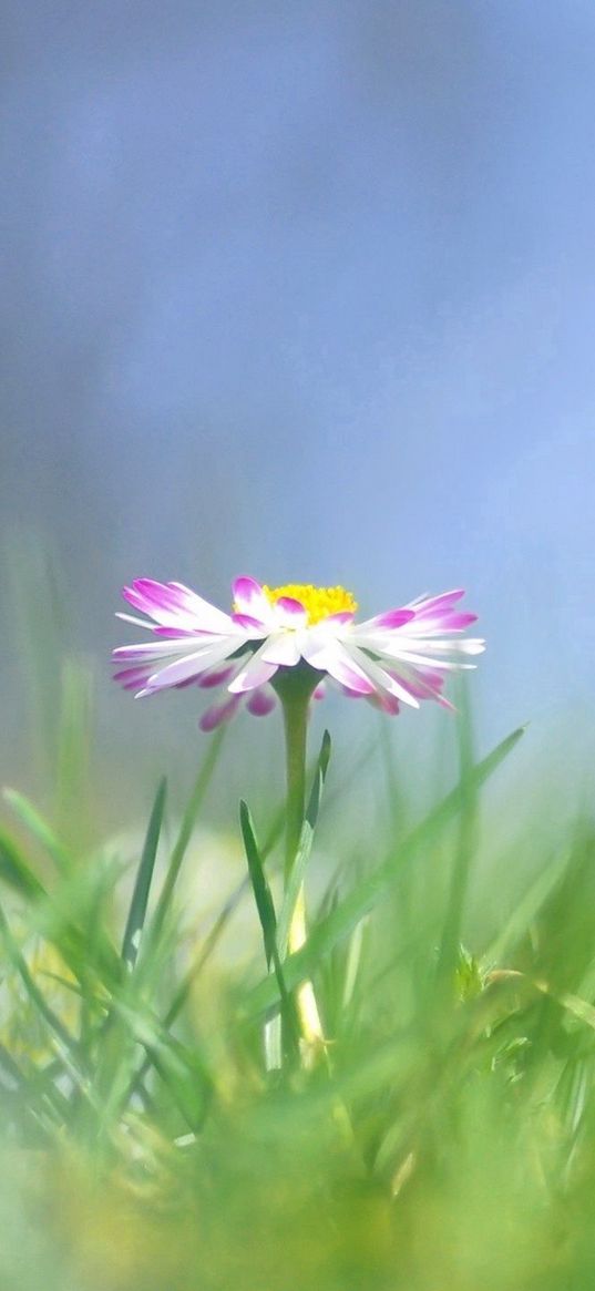 daisy, flower, grass, meadow, blurred