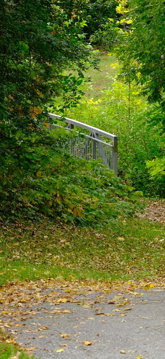 park, trees, fallen leaves, autumn, landscape