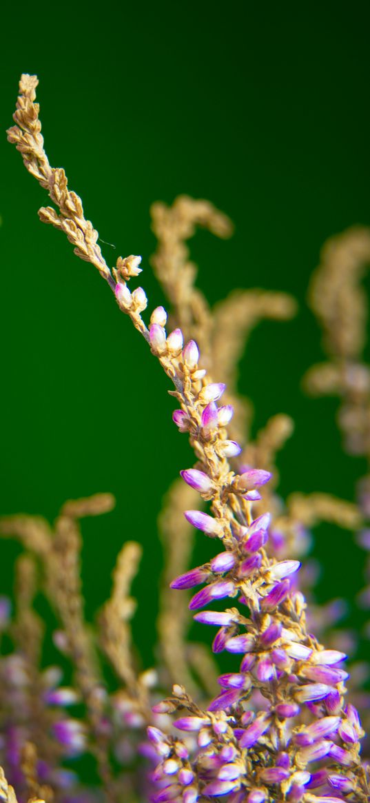 heather, flowers, plant, macro, purple