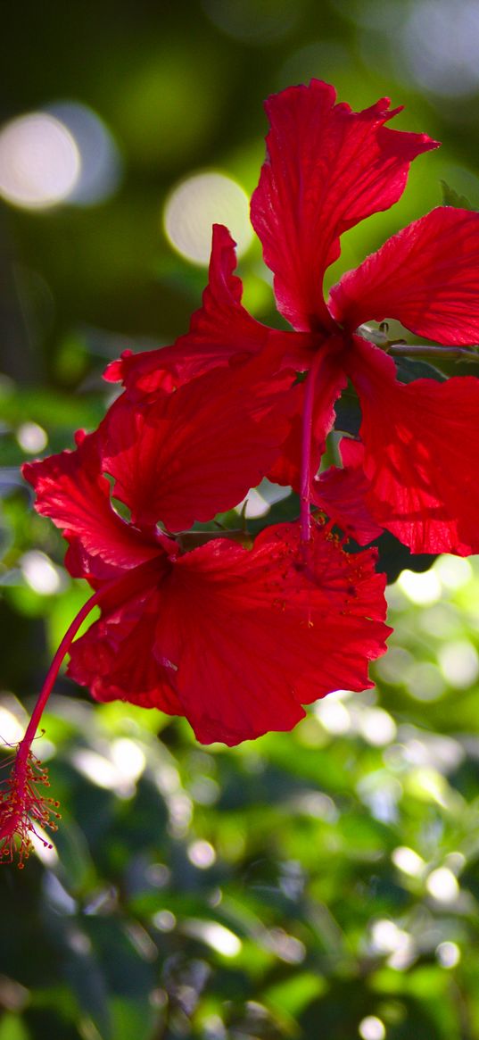 hibiscus, flowers, red, plant