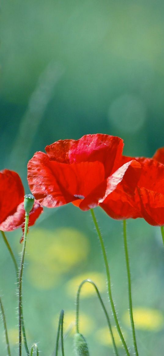 poppies, flowers, field, blurred