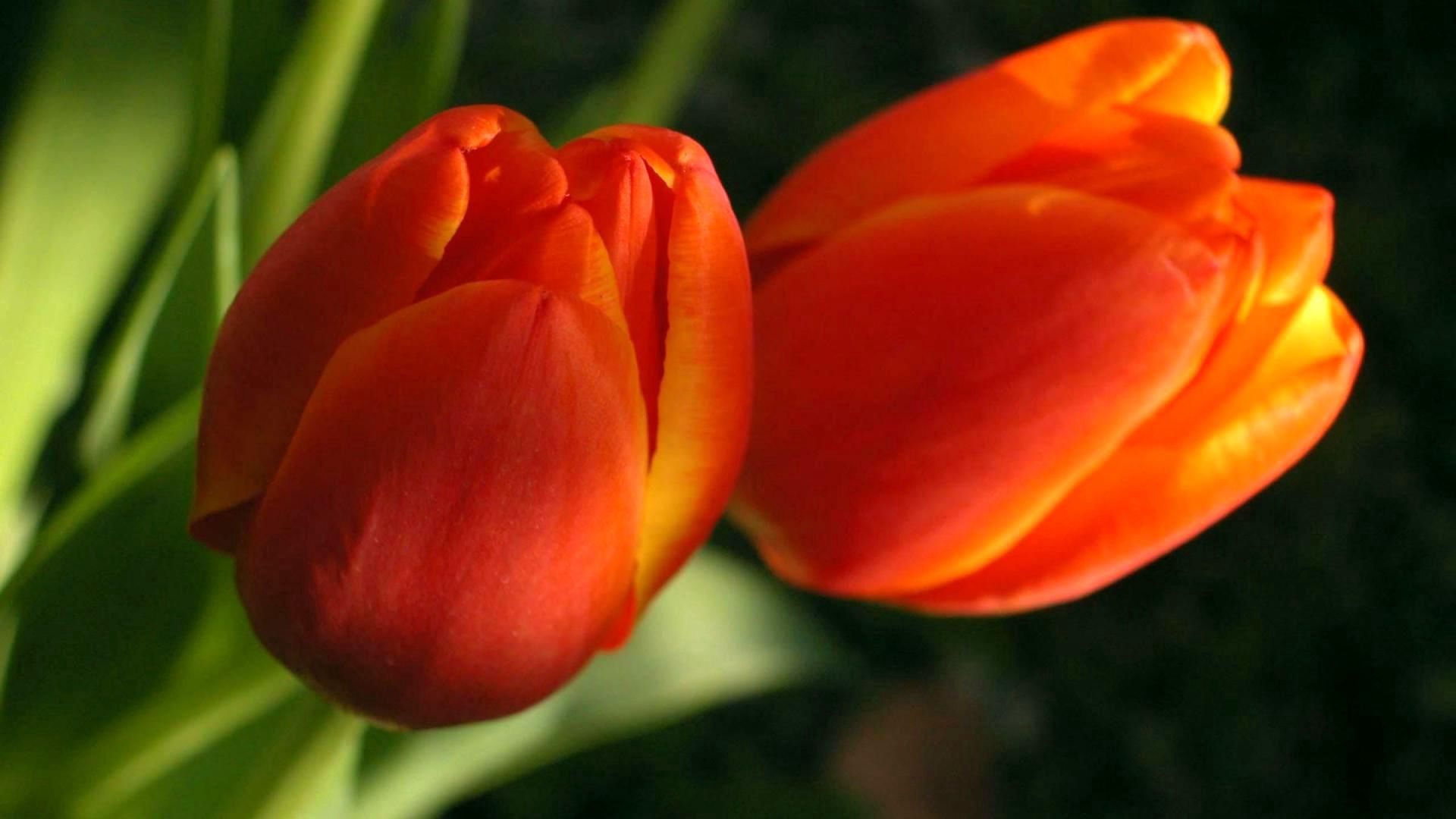 tulips, flowers, two, buds, herbs