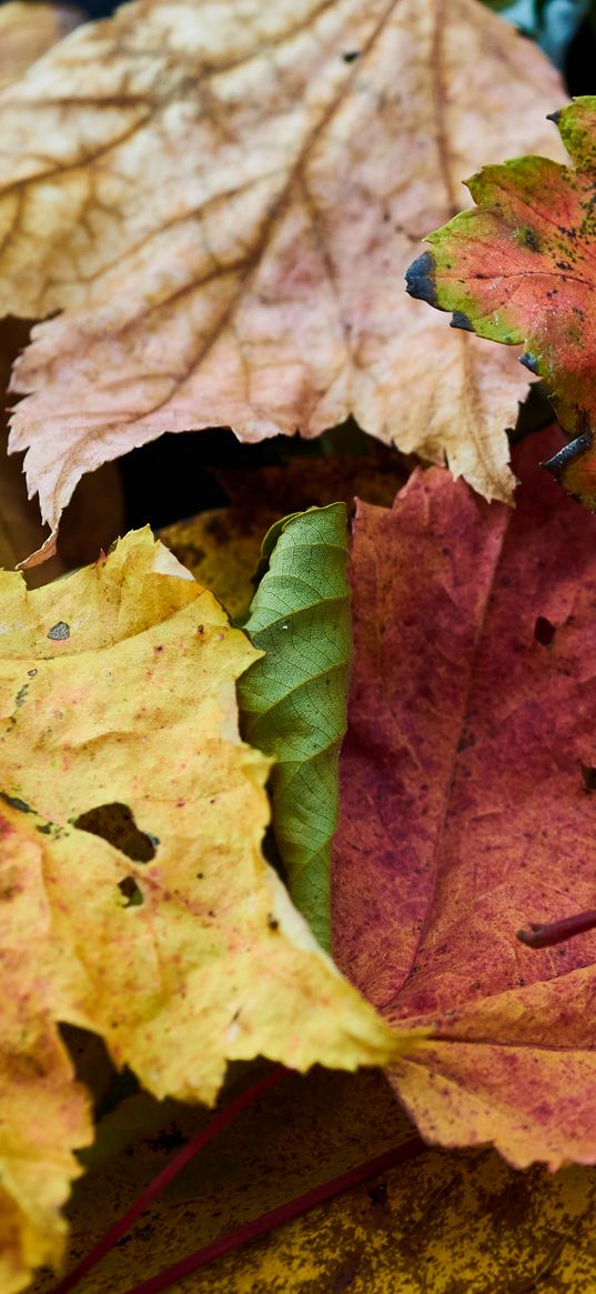 fallen leaves, leaves, macro, autumn