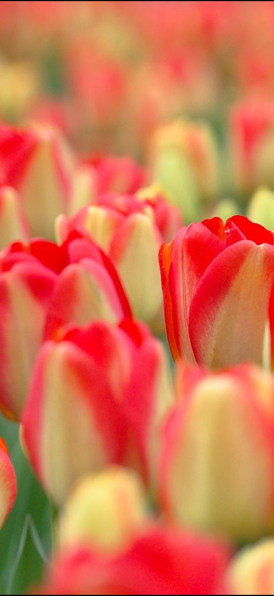 tulips, flowers, field, nature