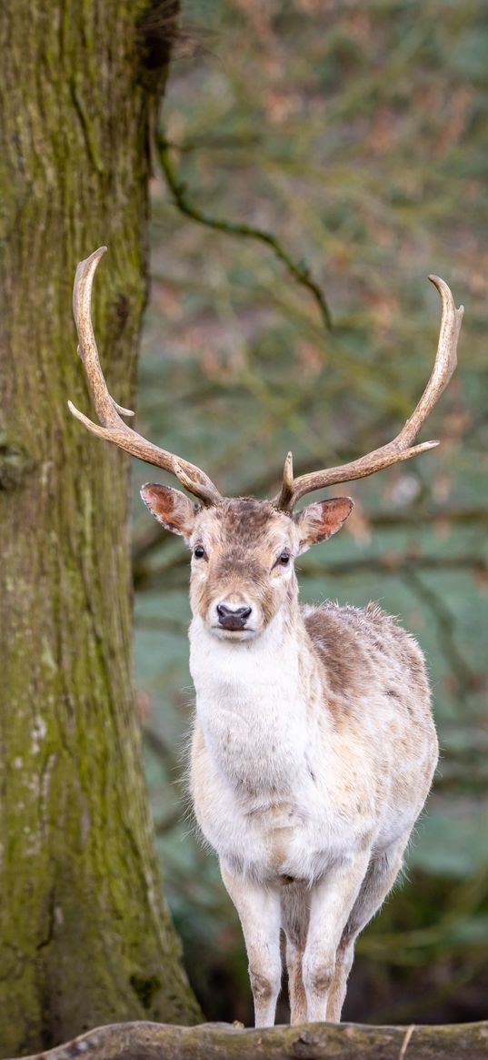 deer, animal, antler, forest, wildlife