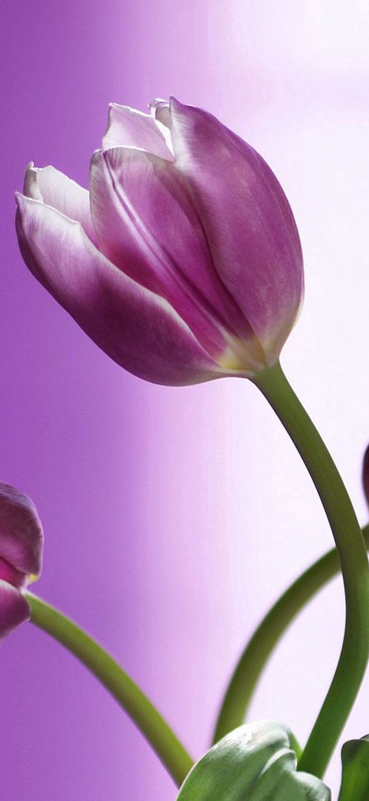 tulips, flowers, stems, background