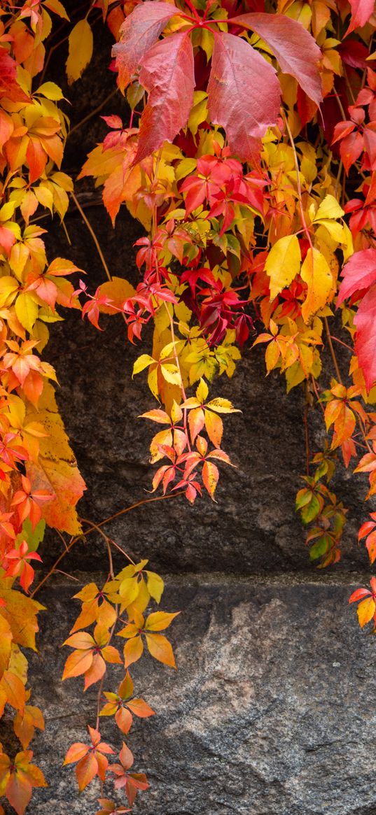 lianas, leaves, stone, autumn