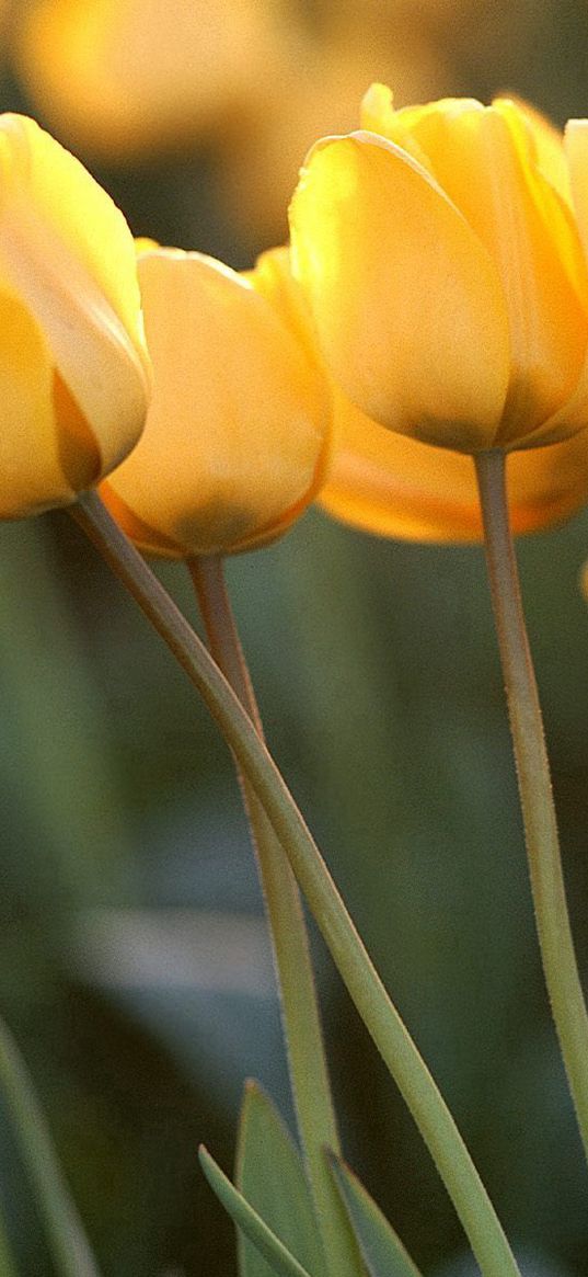 tulips, flowers, yellow, close-up