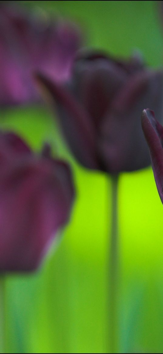 tulips, flowers, nature, greenery, blurring