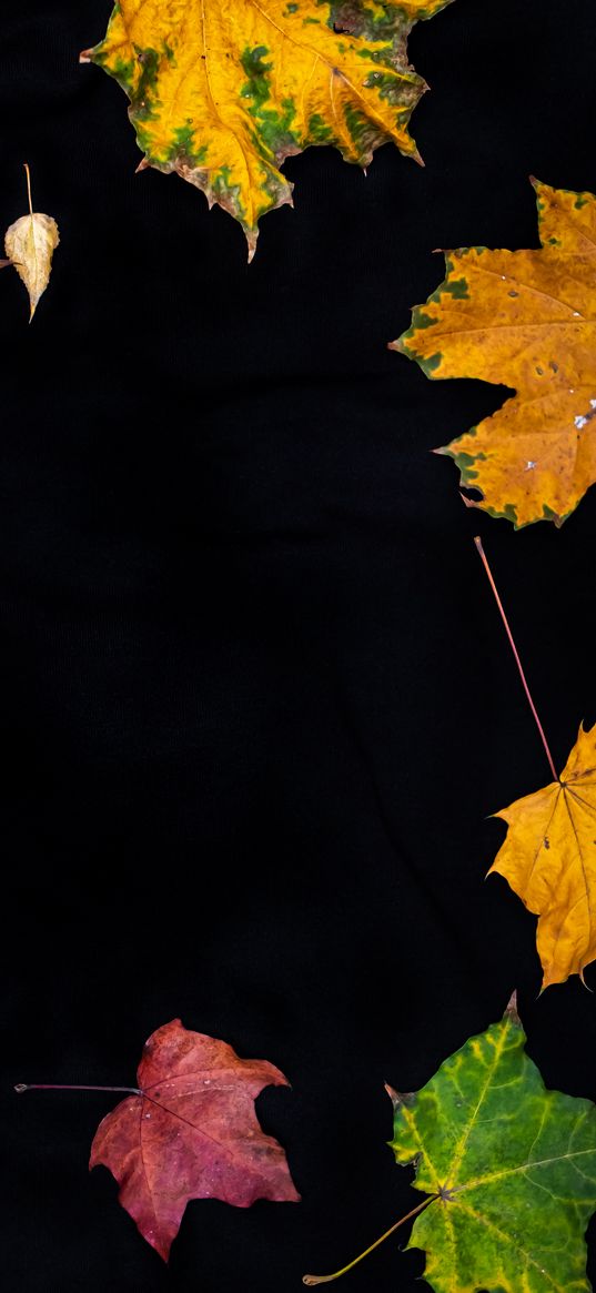 fallen leaves, leaves, autumn, macro, colorful