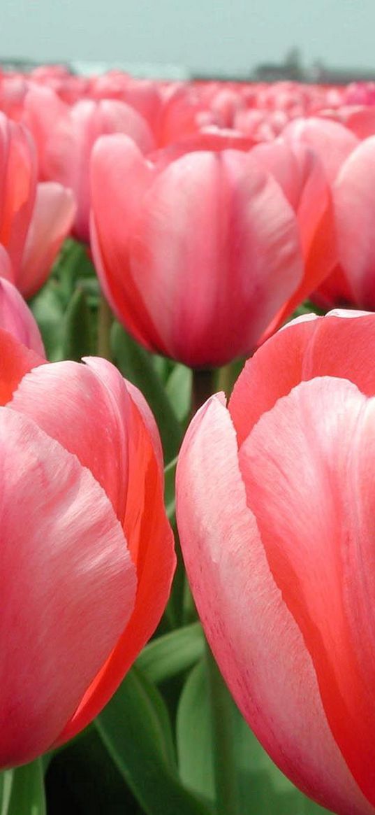 tulips, flowers, golf, horizon, close-up