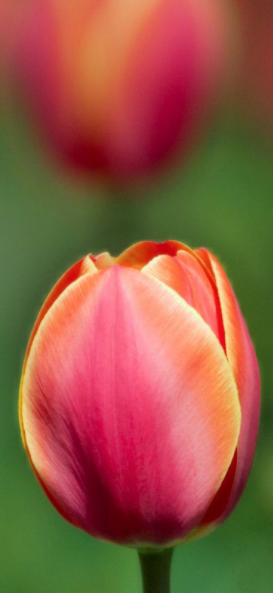 tulips, flowers, blurred, close-up