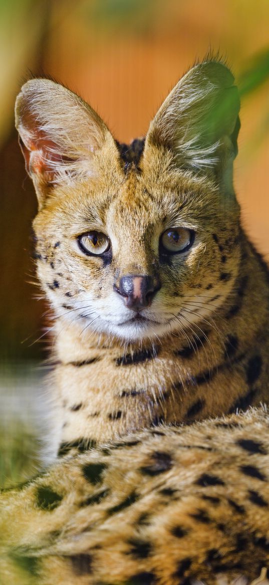 serval, animal, glance, predator, big cat