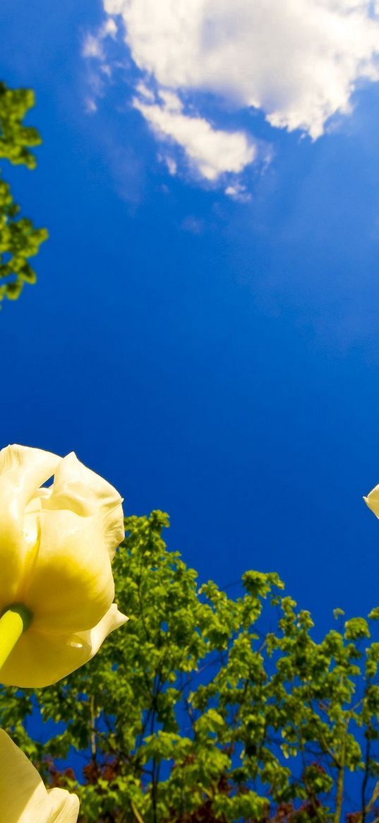 tulips, flowers, sky, clouds, sun, trees