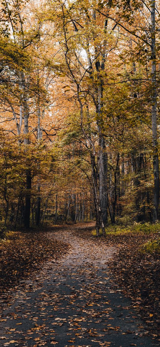 park, path, trees, fallen leaves, autumn, nature