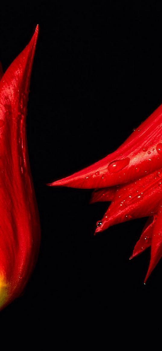 tulips, flowers, two, red, white, drops