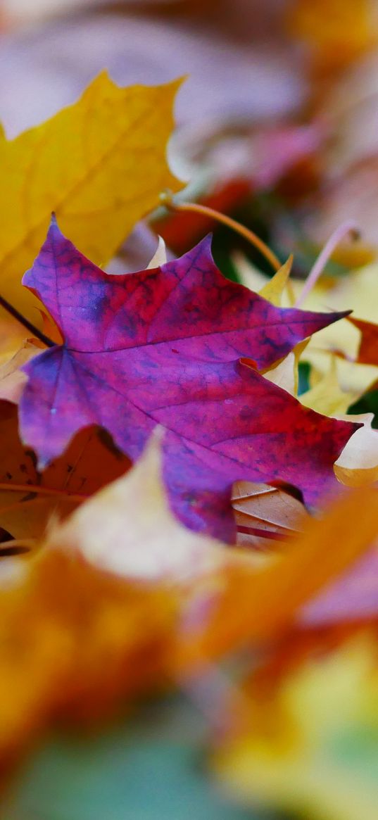 fallen leaves, leaves, autumn, bright, macro