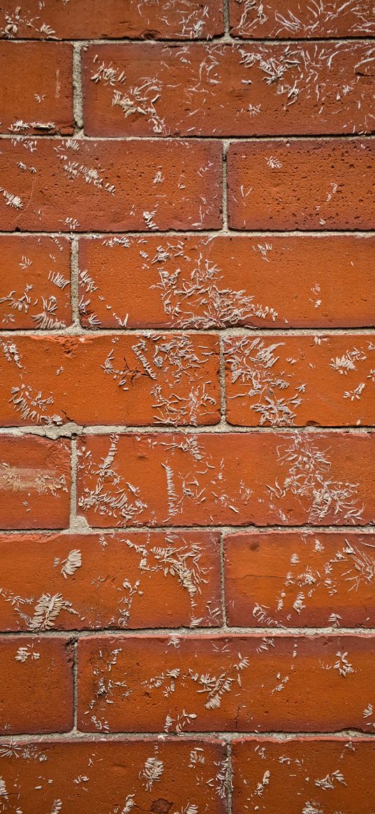 wall, brick, surface, texture, brown