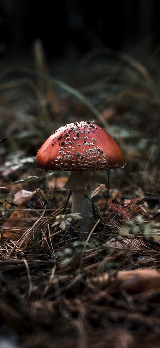 fly agaric, mushroom, macro, autumn