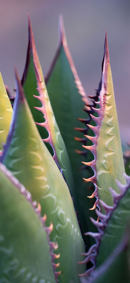 aloe, plant, thorns, macro