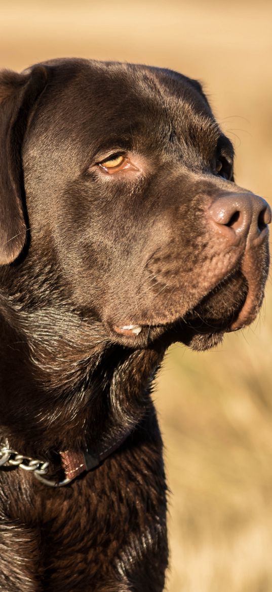 labrador retriever, dog like mammal, animal, pet, black