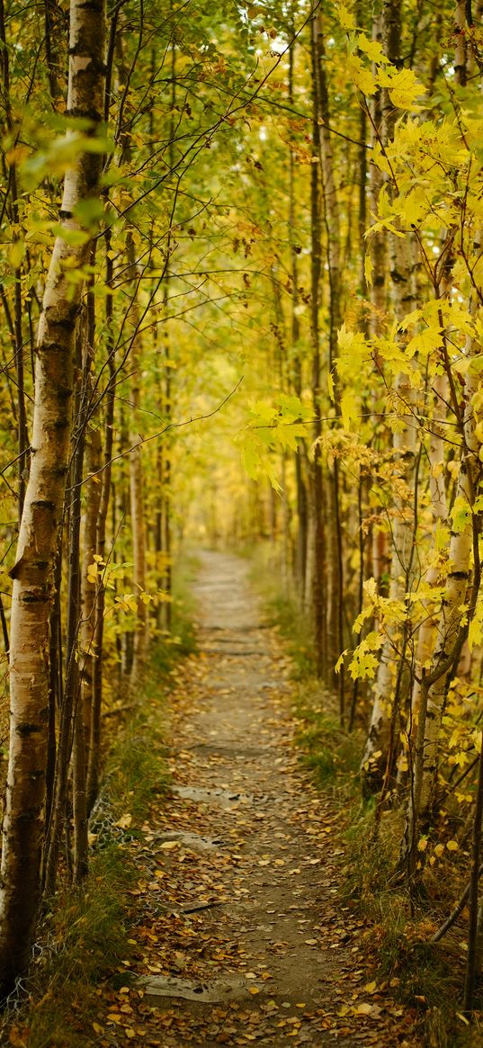 forest, path, autumn, fallen leaves, nature