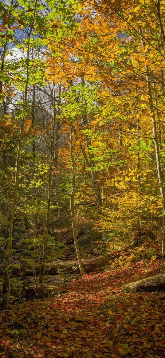 forest, trees, fallen leaves, autumn, bright