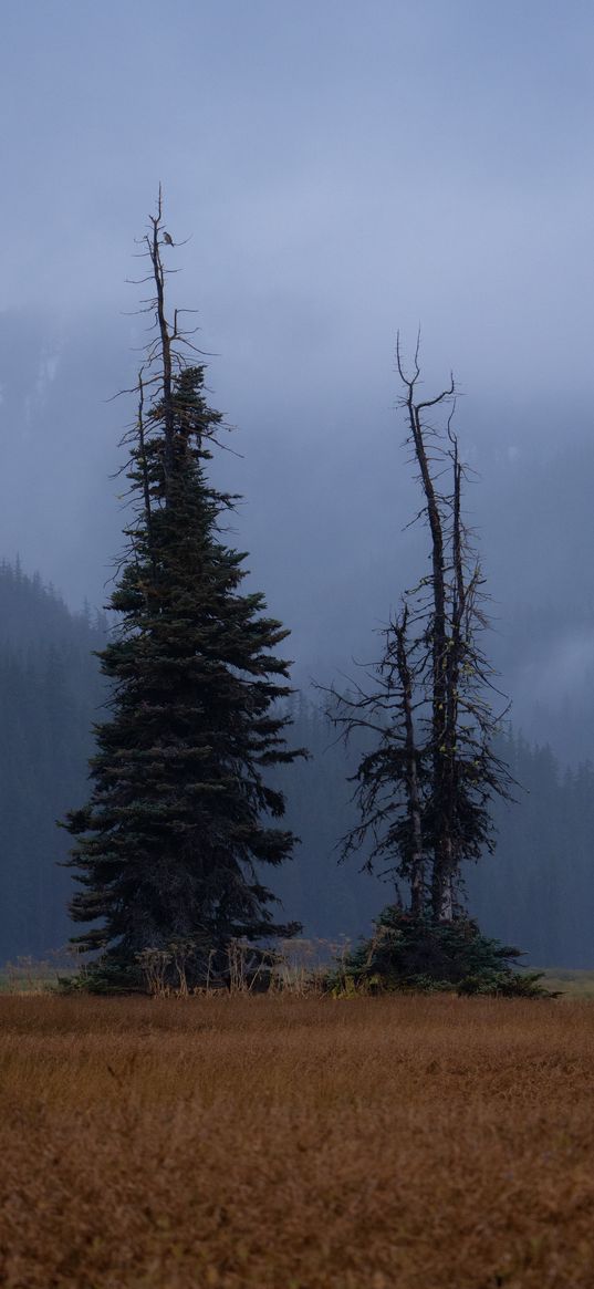 trees, glade, mountains, fog, clouds