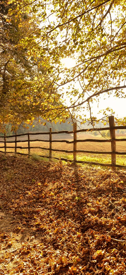 trees, fallen leaves, fence, autumn