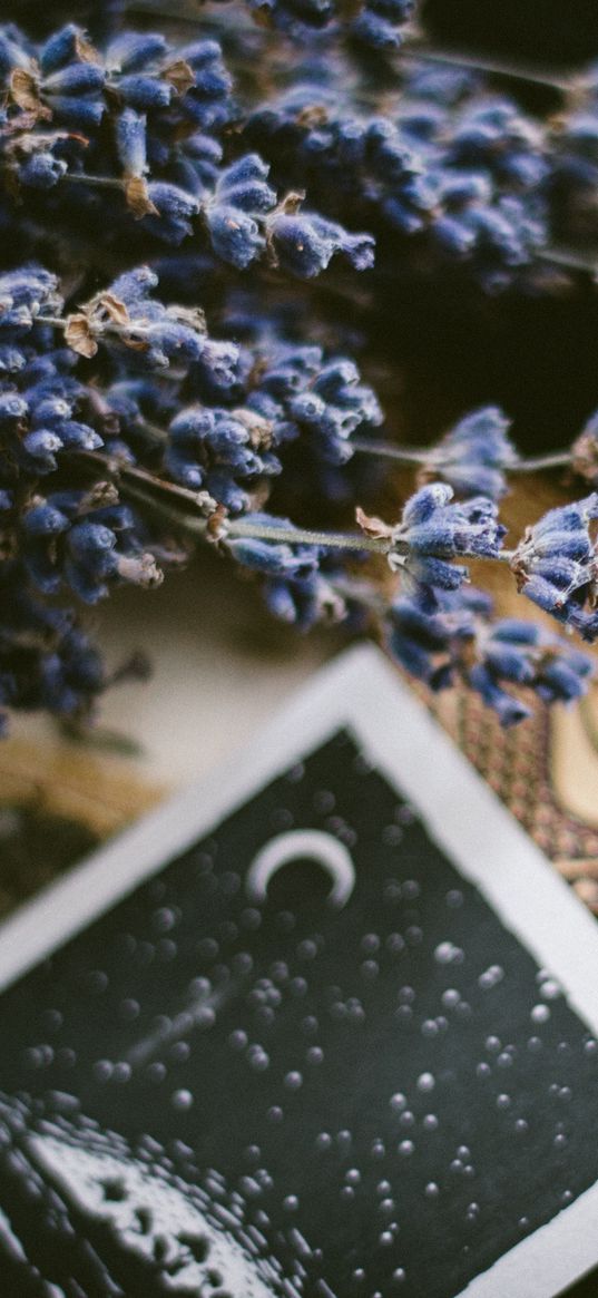 lavender, flowers, card