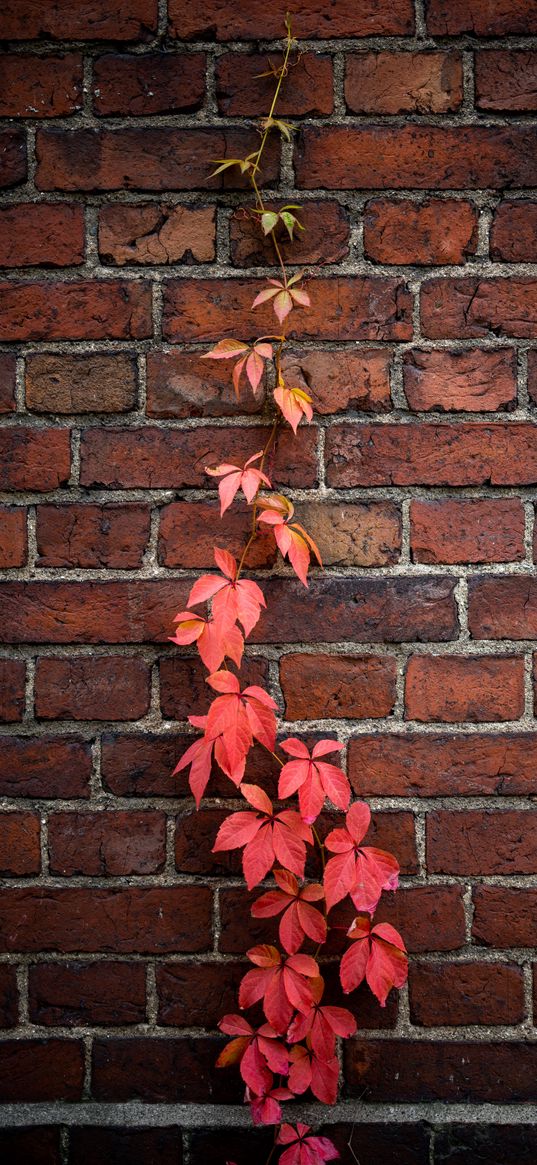 wall, ivy, plant, bricks, red