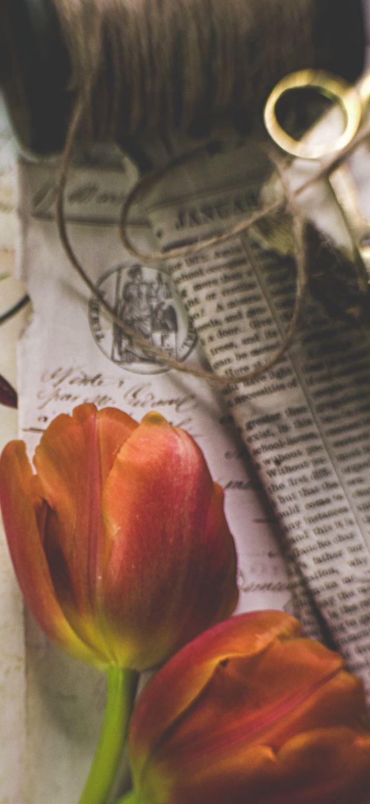 tulips, flowers, newspapers, scissors, aesthetics