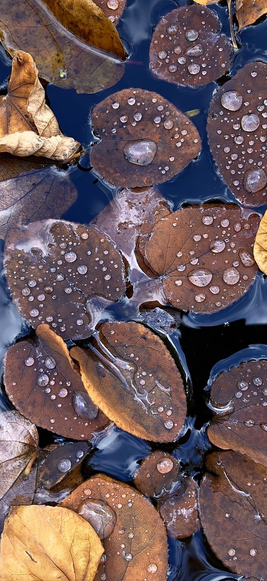 fallen leaves, leaves, water, drops, macro