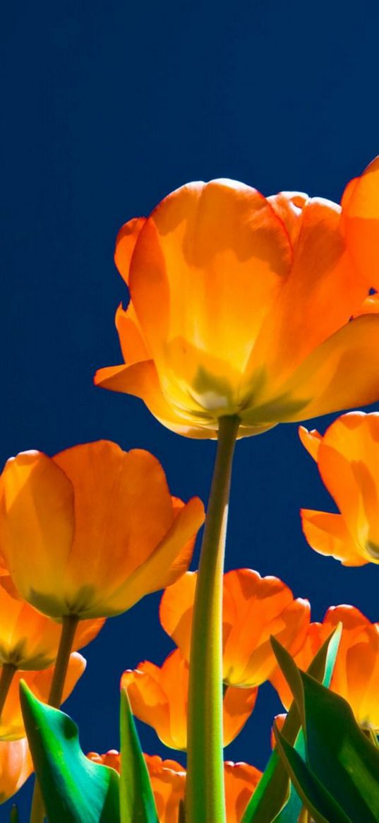 tulips, flowers, night, skies, light, much