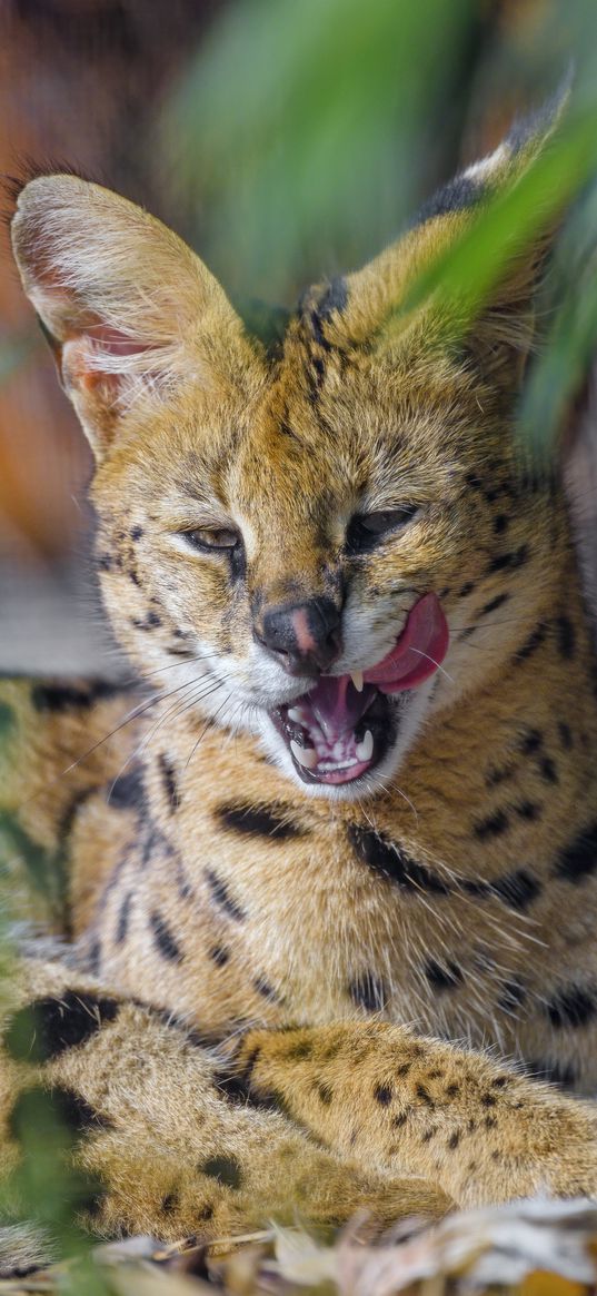 serval, animal, big cat, tongue, fangs