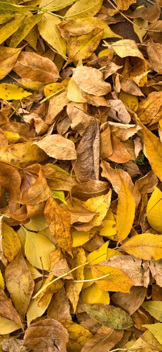 fallen leaves, leaves, autumn, macro, yellow