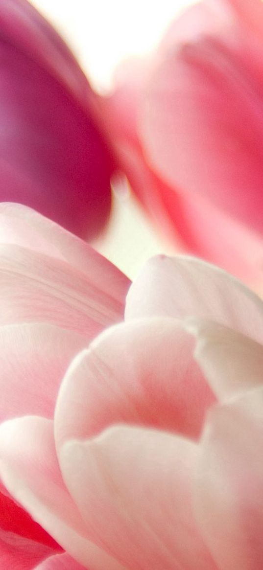 tulips, flowers, close-up, buds