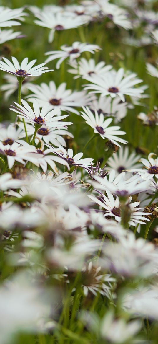 flowers, wild flowers, field, bloom