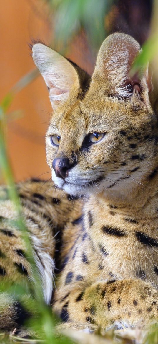 serval, big cat, animal, wildlife