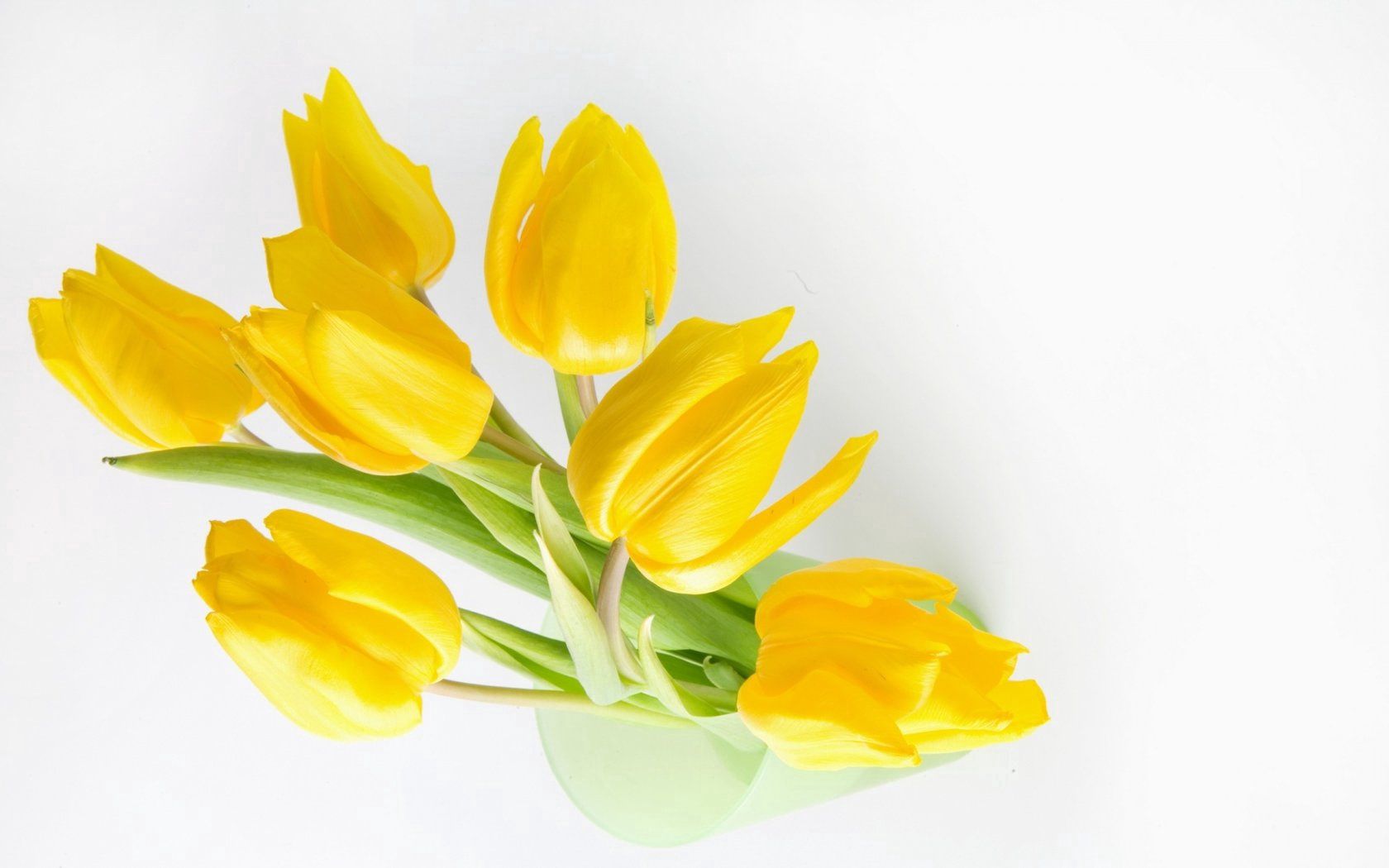 tulips, flowers, yellow, bank, light