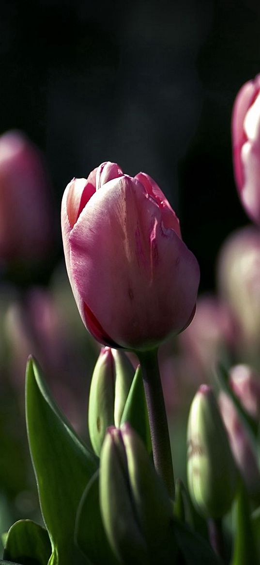 tulips, flowers, night, golf, beauty