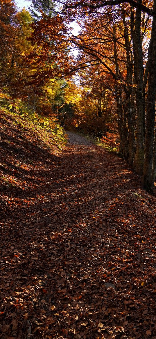 trees, path, fallen leaves, autumn, nature