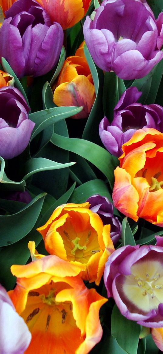 tulips, flowers, bouquet, different, stamens