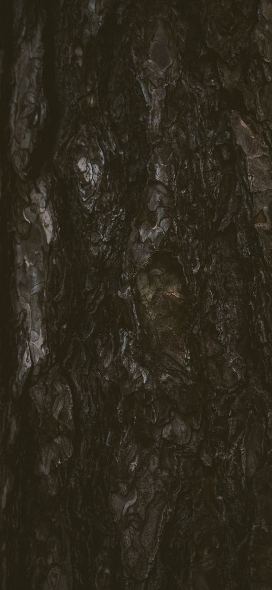 tree, bark, texture, relief, dark